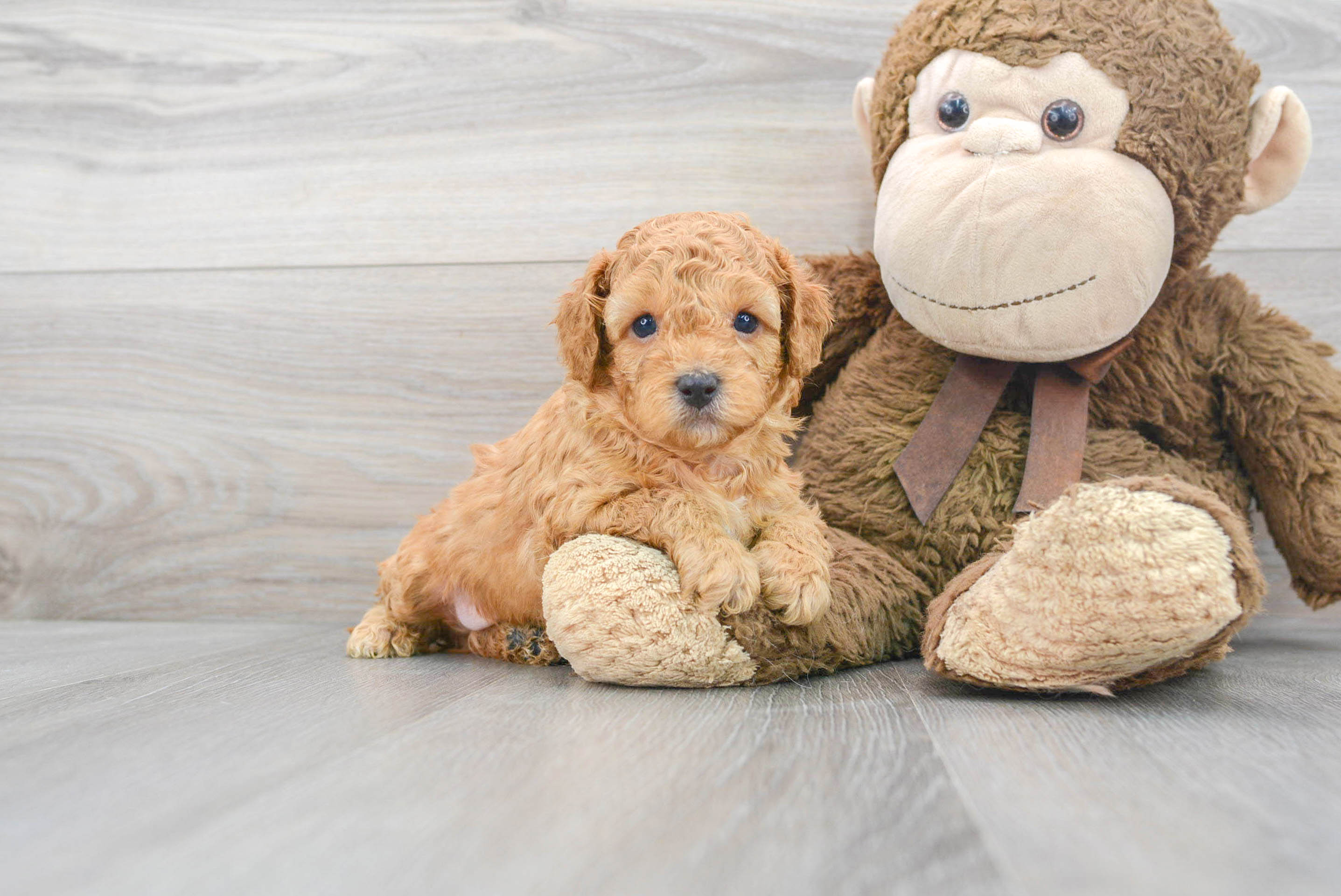 Cavapoo Puppy for Adoption