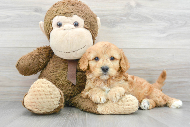 Little Cavoodle Poodle Mix Puppy