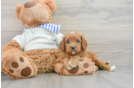 Cavapoo Puppy for Adoption