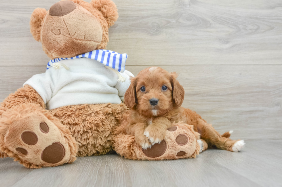 6 week old Cavapoo Puppy For Sale - Puppy Love PR