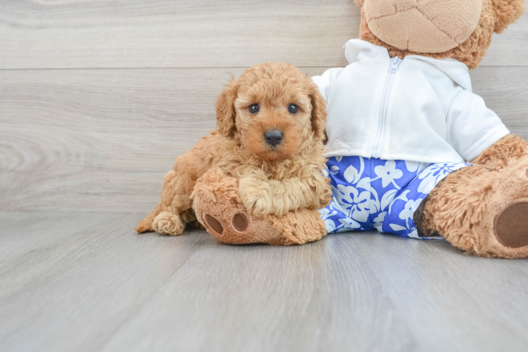 Meet Galena - our Cavapoo Puppy Photo 1/3 - Puppy Love PR Best Cavapoo Baby