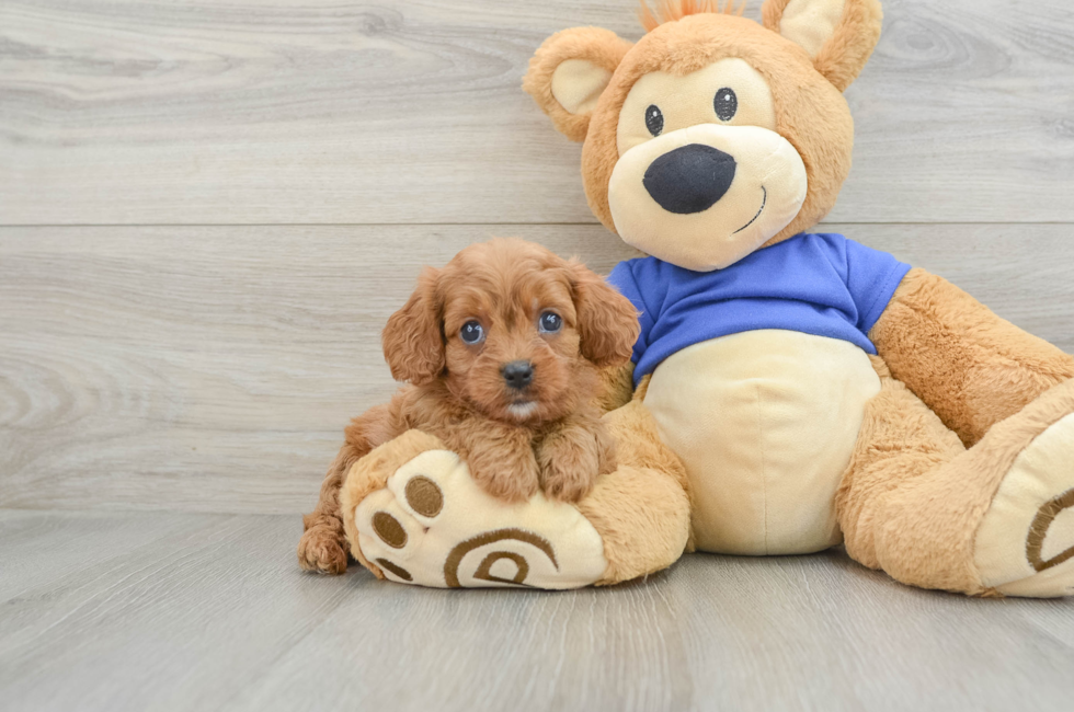 6 week old Cavapoo Puppy For Sale - Puppy Love PR