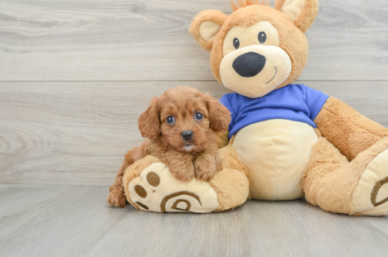 Funny Cavapoo Poodle Mix Pup