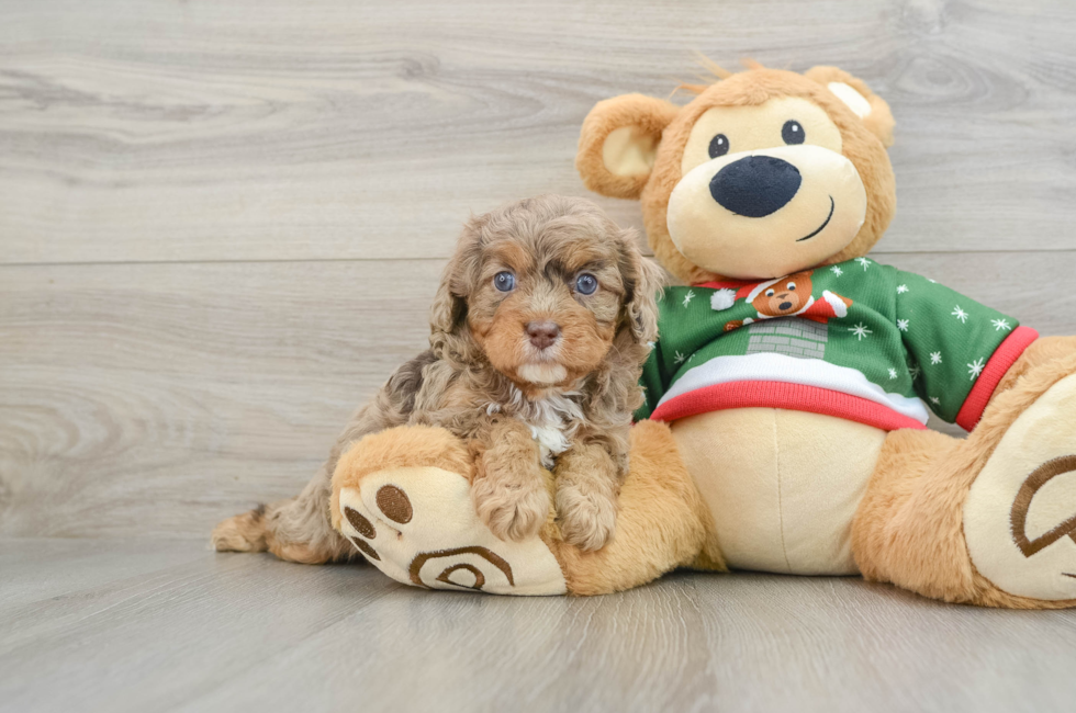 5 week old Cavapoo Puppy For Sale - Puppy Love PR