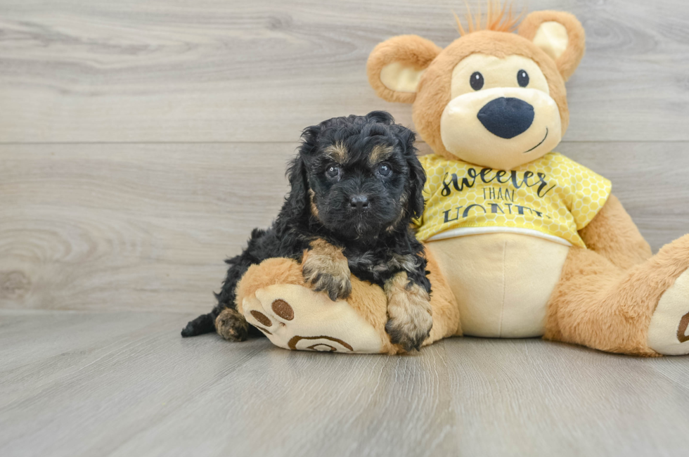 6 week old Cavapoo Puppy For Sale - Puppy Love PR