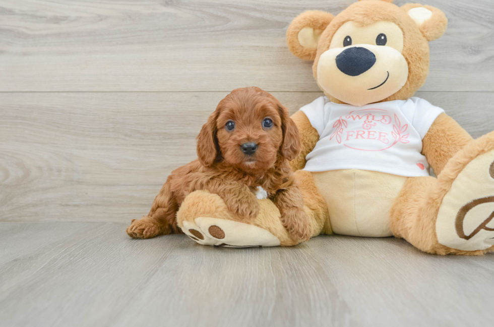 5 week old Cavapoo Puppy For Sale - Puppy Love PR