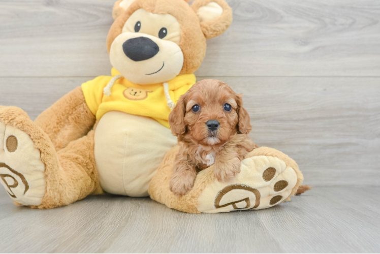Cute Cavapoo Baby