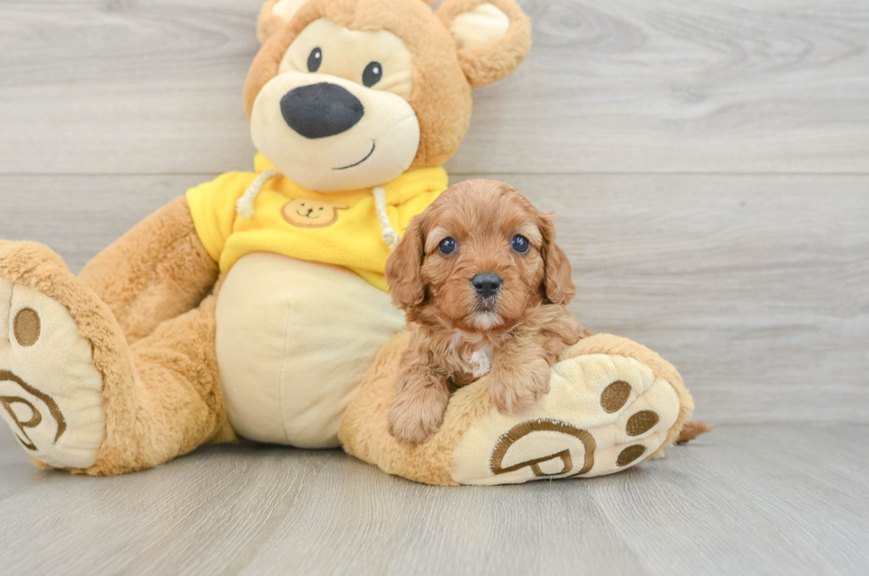 6 week old Cavapoo Puppy For Sale - Puppy Love PR