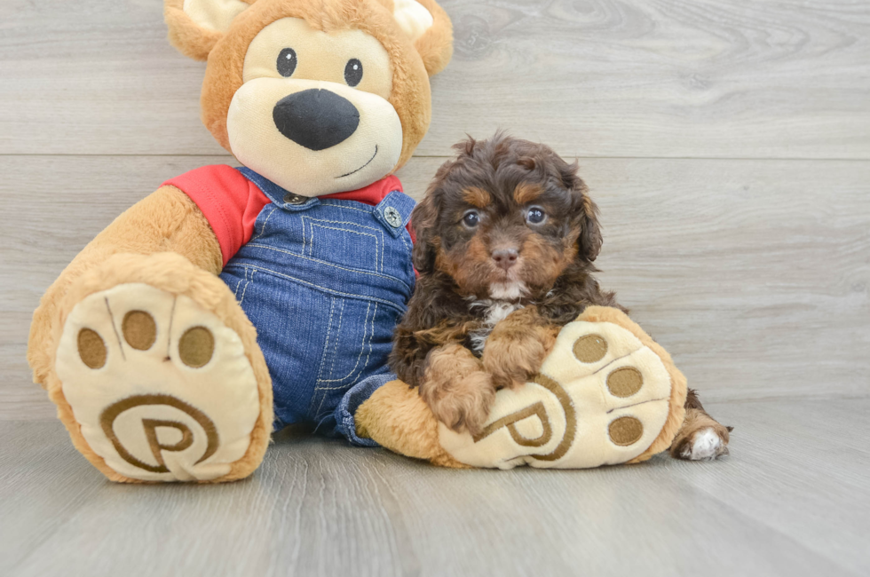 6 week old Cavapoo Puppy For Sale - Puppy Love PR