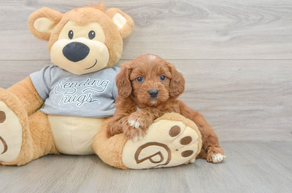 6 week old Cavapoo Puppy For Sale - Puppy Love PR