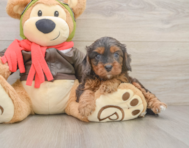 7 week old Cavapoo Puppy For Sale - Puppy Love PR