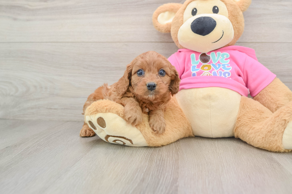 Adorable Cavalier King Charles Spaniel and Poodle Mix Poodle Mix Puppy