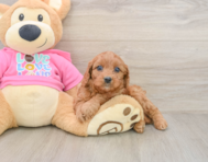 8 week old Cavapoo Puppy For Sale - Puppy Love PR