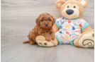 Best Cavapoo Baby