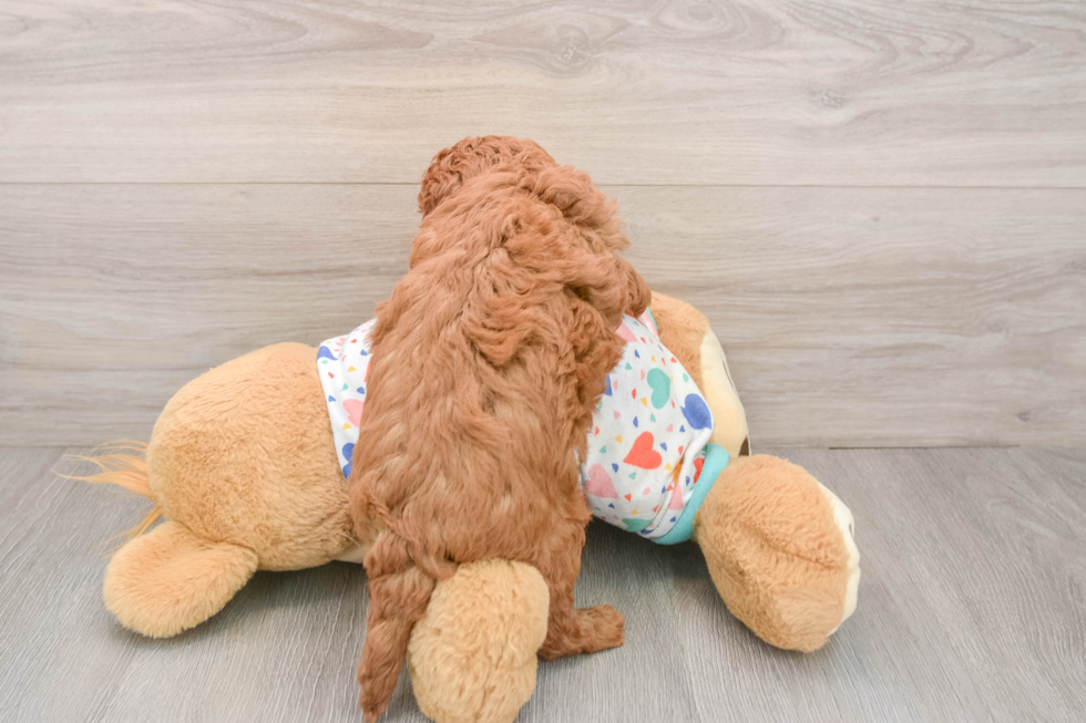 Cavapoo Pup Being Cute