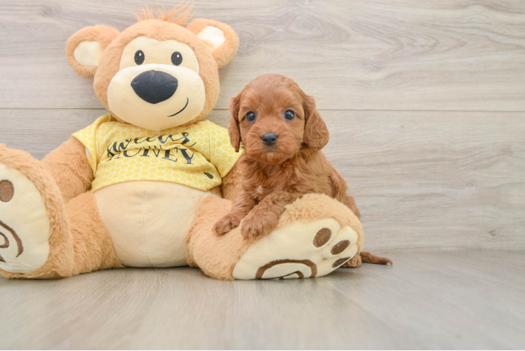 Friendly Cavapoo Baby