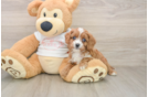 Smart Cavapoo Poodle Mix Pup