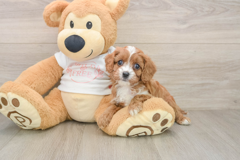 Smart Cavapoo Poodle Mix Pup