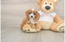 Cavapoo Pup Being Cute