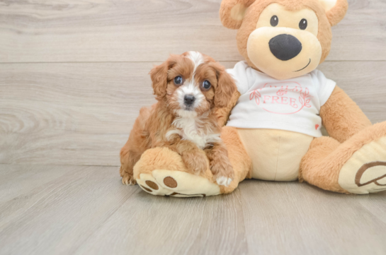 Cavapoo Pup Being Cute