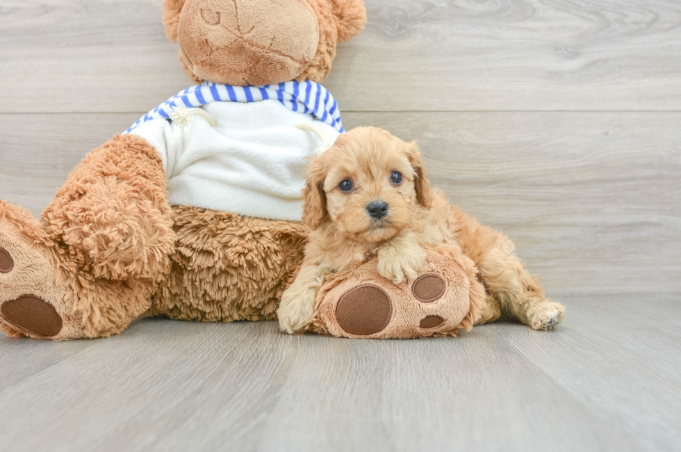 6 week old Cavapoo Puppy For Sale - Puppy Love PR