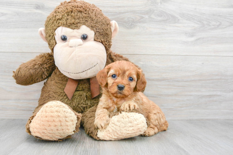 Petite Cavapoo Poodle Mix Pup