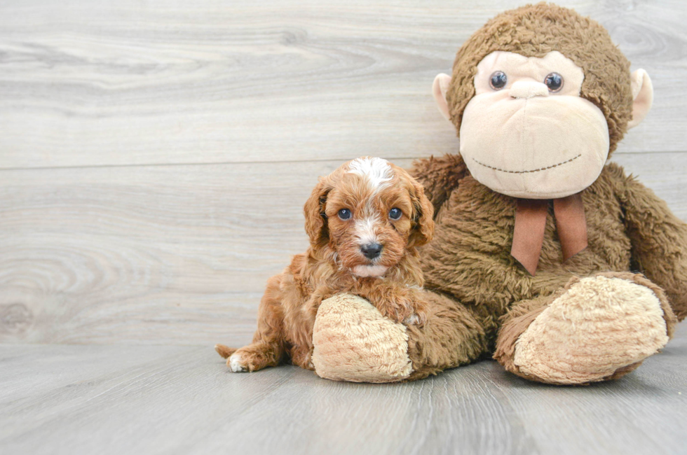 5 week old Cavapoo Puppy For Sale - Puppy Love PR
