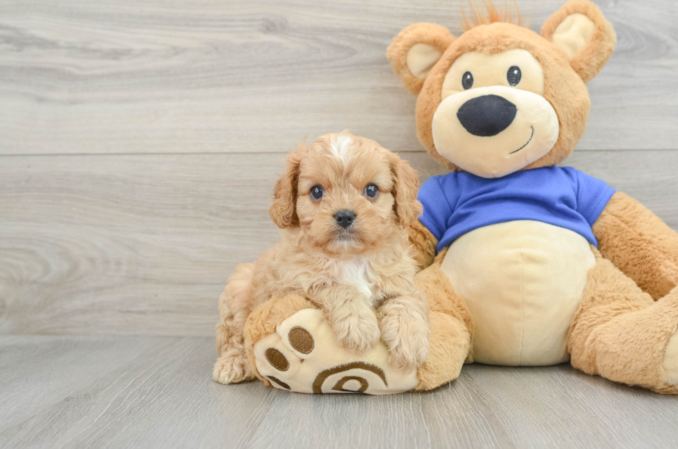 6 week old Cavapoo Puppy For Sale - Puppy Love PR