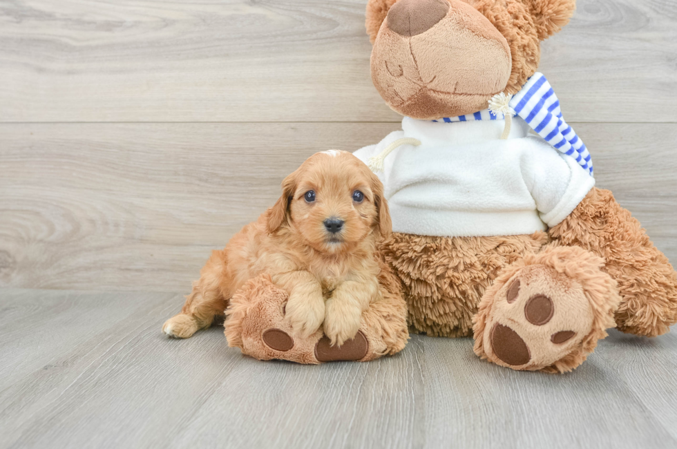 6 week old Cavapoo Puppy For Sale - Puppy Love PR