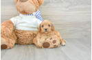 Hypoallergenic Cavadoodle Poodle Mix Puppy