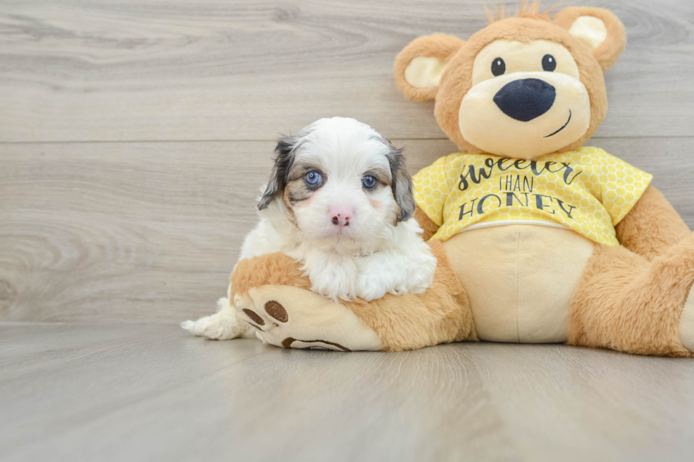 Funny Cavapoo Poodle Mix Pup