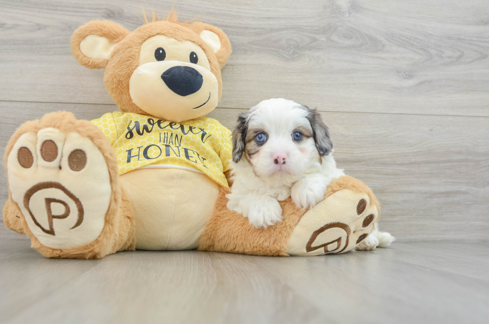 6 week old Cavapoo Puppy For Sale - Puppy Love PR