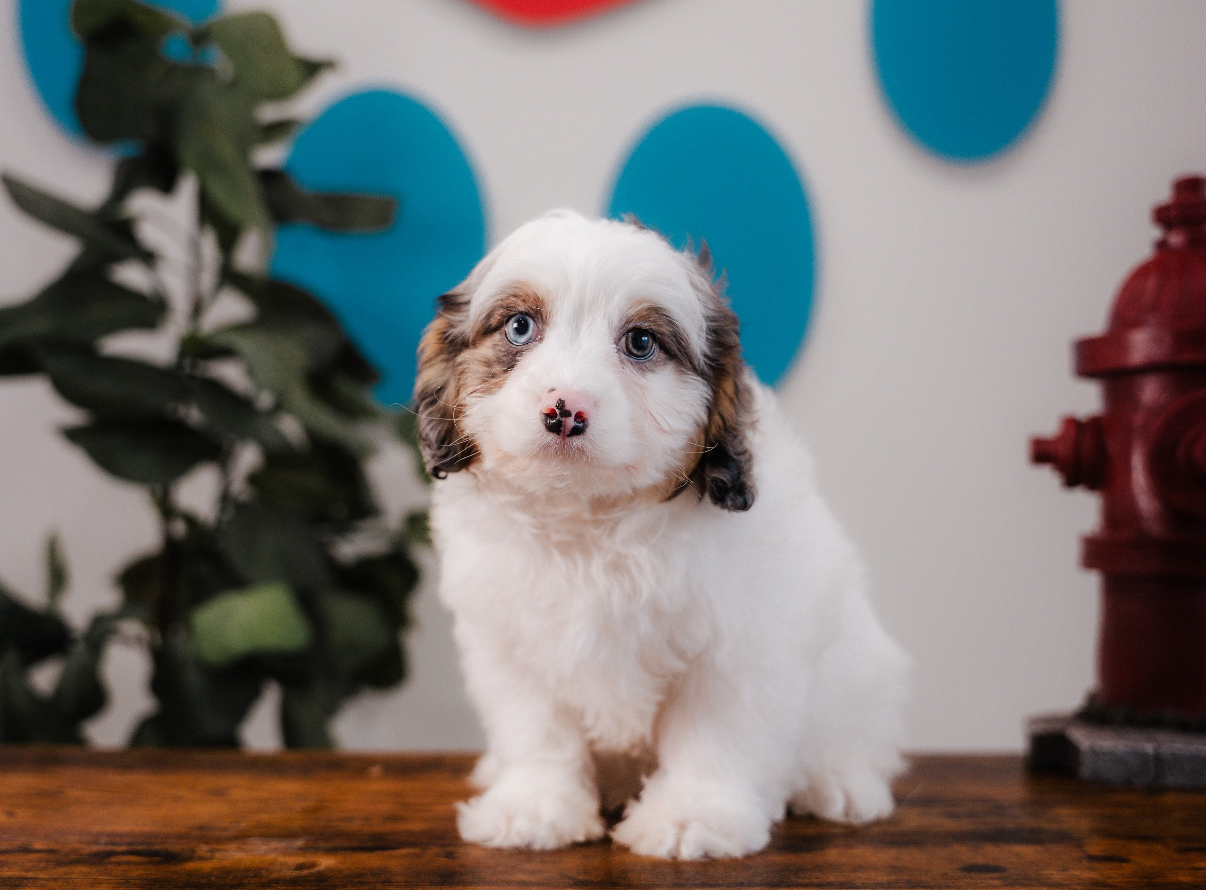 Cavapoo Puppy for Adoption