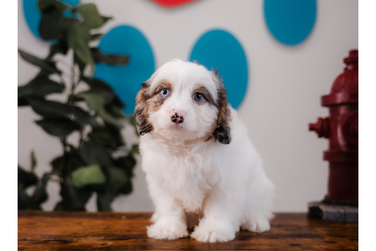 Meet Bluey - our Cavapoo Puppy Photo 1/4 - Puppy Love PR Cavapoo Puppy for Adoption