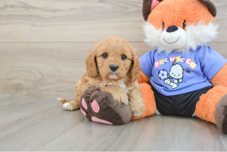 Best Cavapoo Baby