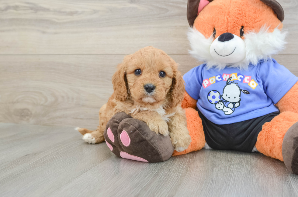 7 week old Cavapoo Puppy For Sale - Puppy Love PR