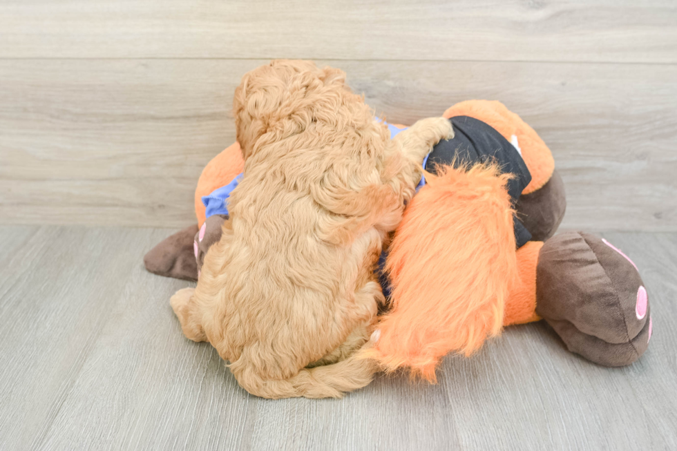 Little Cavipoo Poodle Mix Puppy