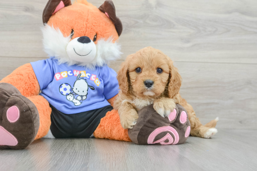 Cavapoo Puppy for Adoption