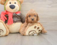 7 week old Cavapoo Puppy For Sale - Puppy Love PR