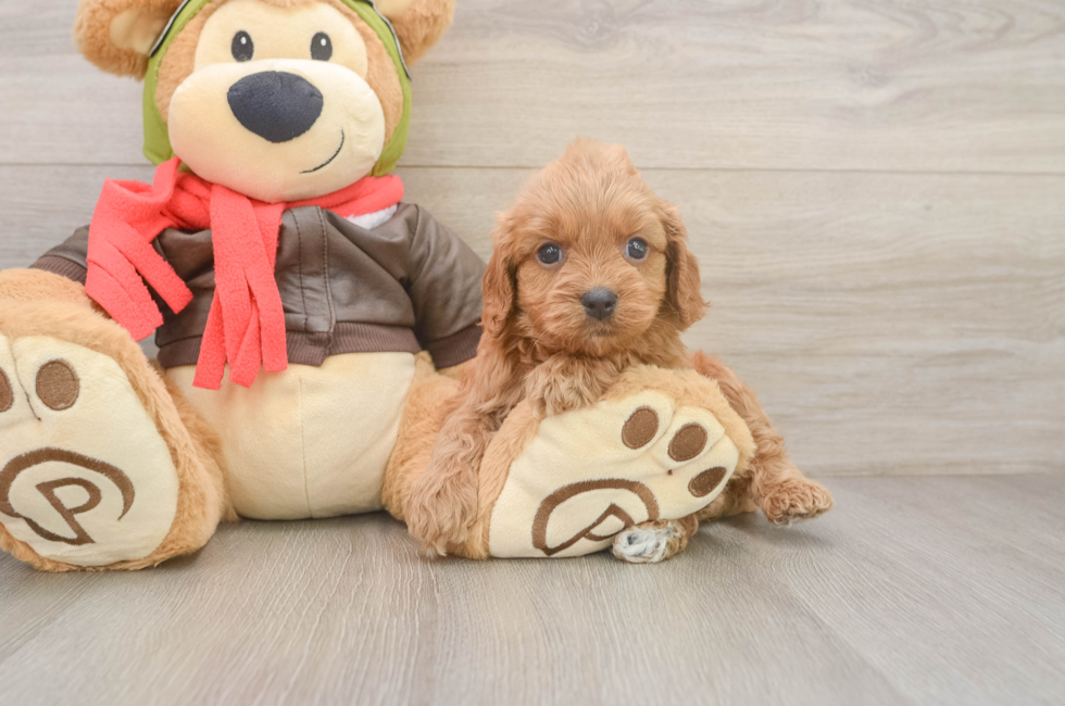 6 week old Cavapoo Puppy For Sale - Puppy Love PR