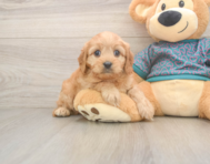 9 week old Cavapoo Puppy For Sale - Puppy Love PR