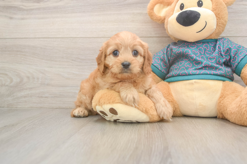 9 week old Cavapoo Puppy For Sale - Puppy Love PR