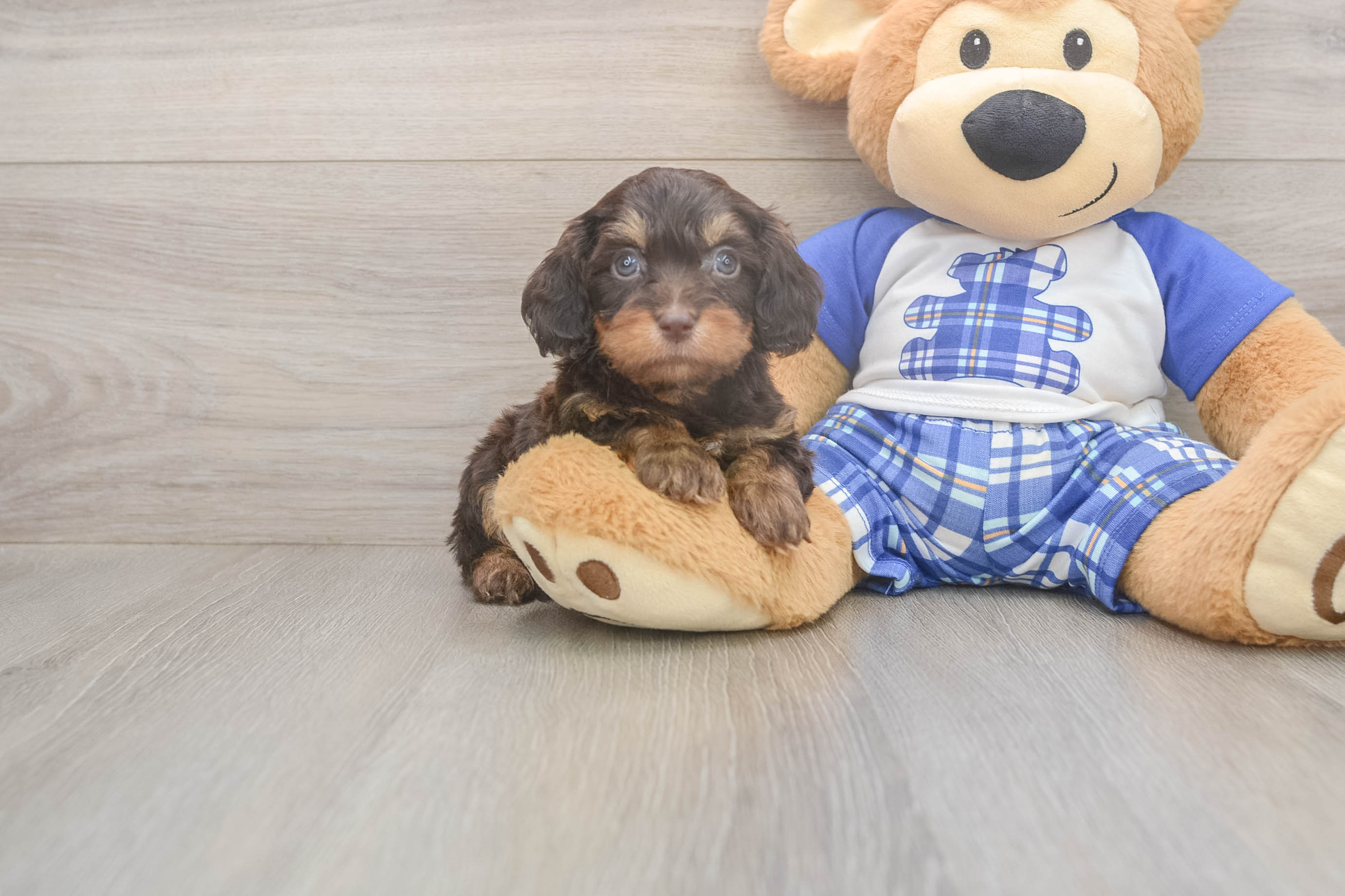 Best Cavapoo Baby