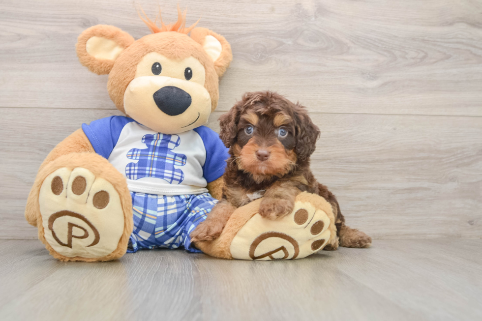 Cavapoo Pup Being Cute