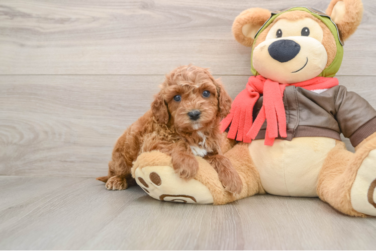 Fluffy Cavapoo Poodle Mix Pup