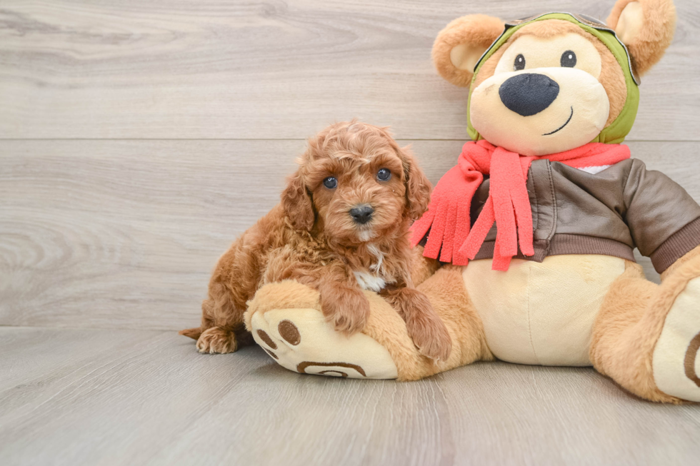 Fluffy Cavapoo Poodle Mix Pup