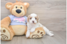Petite Cavapoo Poodle Mix Pup