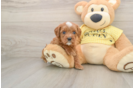 Cavapoo Puppy for Adoption