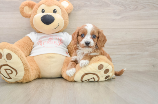Friendly Cavapoo Baby