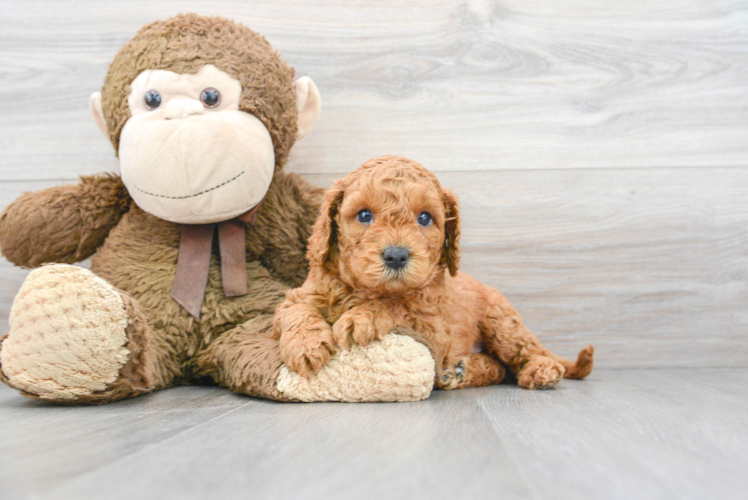 Playful Cavoodle Poodle Mix Puppy